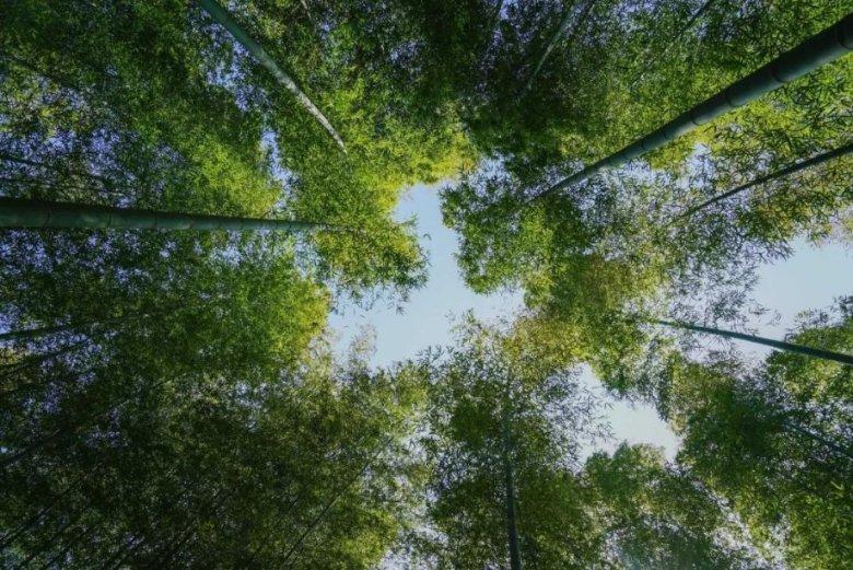 世界上的哑巴民族,4万族民无一会说话,吃毒蛇毒虫却能百毒不侵